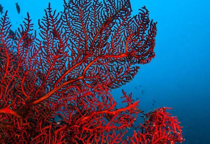 La Muette Cachee - Charming House By The Sea 度假居