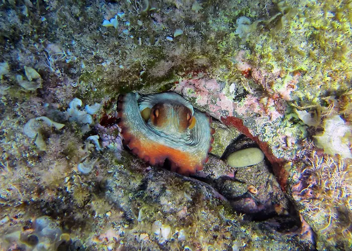 La Muette Cachee - Charming House By The Sea